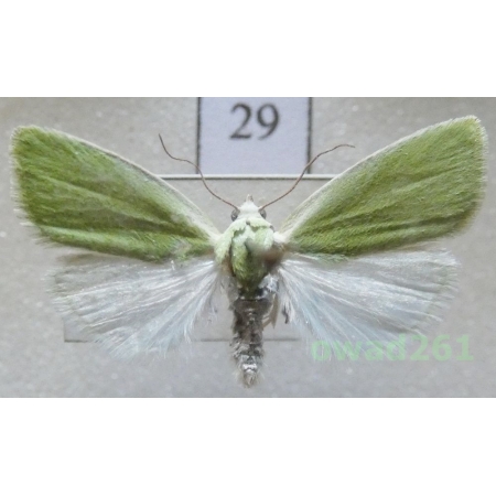 Earias clorana (Linnaeus, 1761) Slovakia29